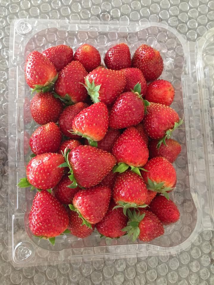 Strawberries at Papi Farm