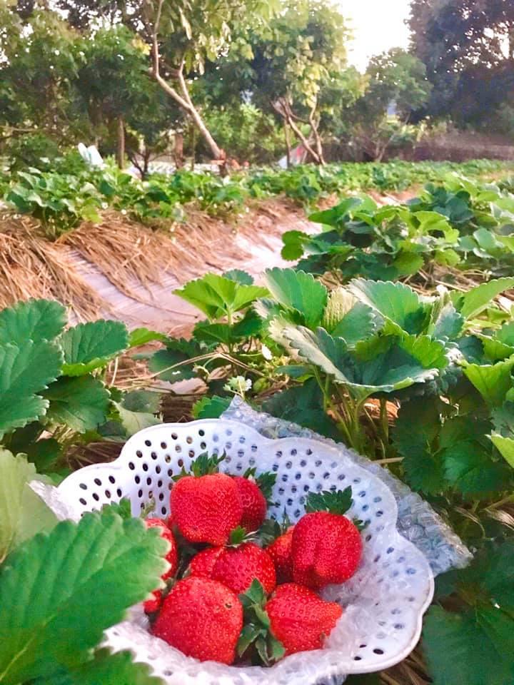 German-Vietnamese Strawberry