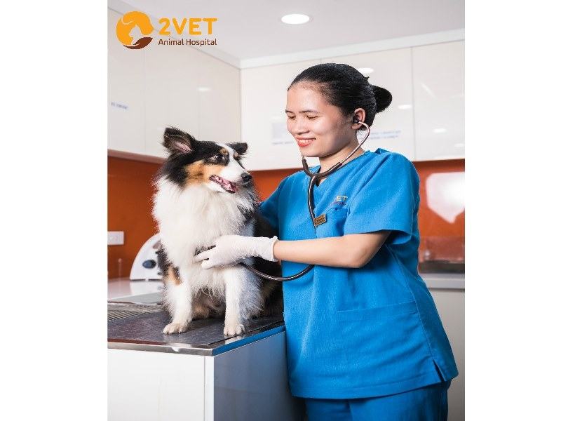 2Vet . Veterinary Clinic