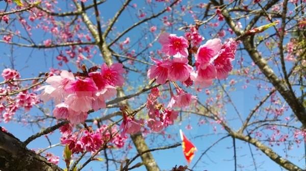 Sa Pa forest peach blossom