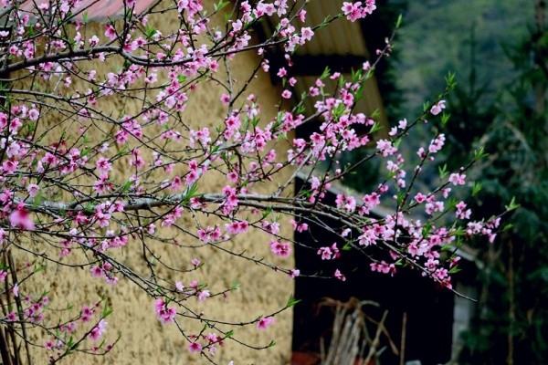 Peach blossom plateau in Ha Giang