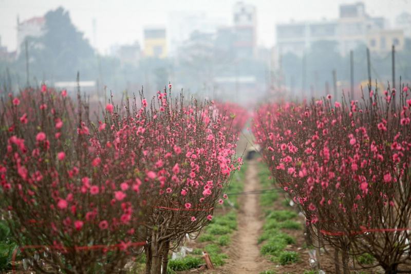 Nhat Tan Peach Blossom, Hanoi