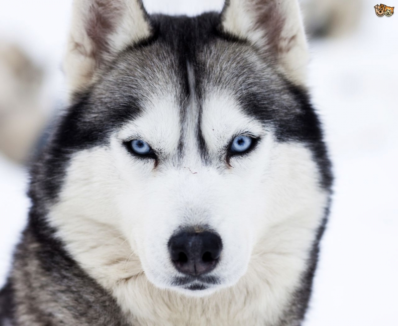 Purebred Husky dog ​​with blue eyes