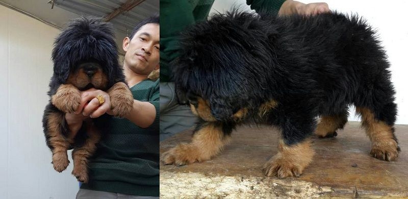 Tibetan Mastiff as a child