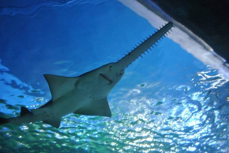 Long-nosed sword shark