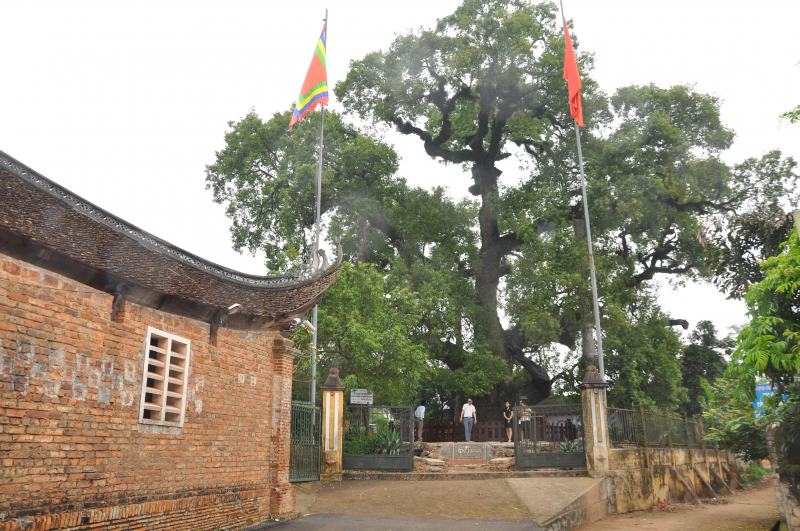 You will not be surprised by the image of the thousand-year-old Da Huong tree on the roof of Vien Son communal house (also known as Cay Da communal house), still standing tall over the years.