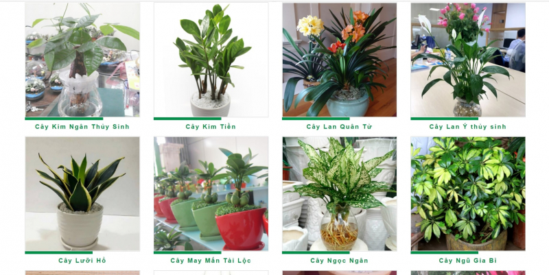 Types of ornamental plants are open for sale on the website