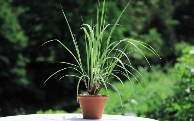 Instead of using mosquito repellents, you can grow a few citronella plants indoors to repel mosquitoes both effectively and safely.